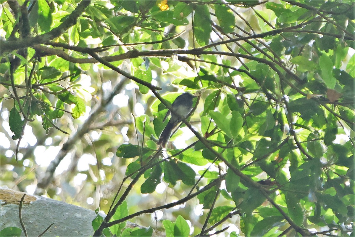 White-bellied Fantail - ML512376041