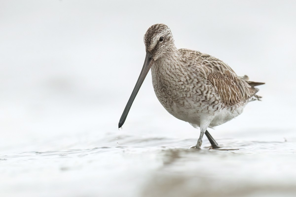 Asian Dowitcher - David Irving