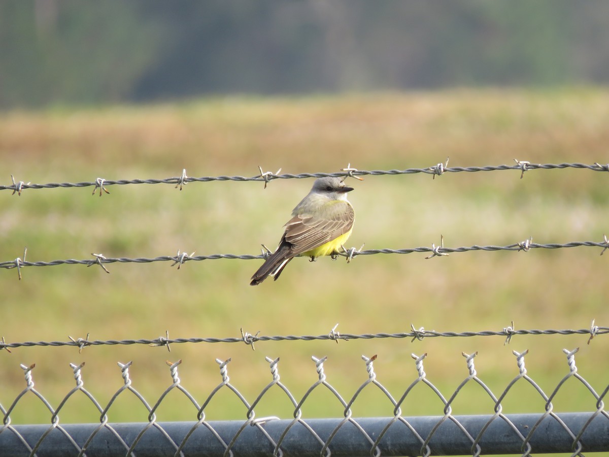 Western Kingbird - ML512378461