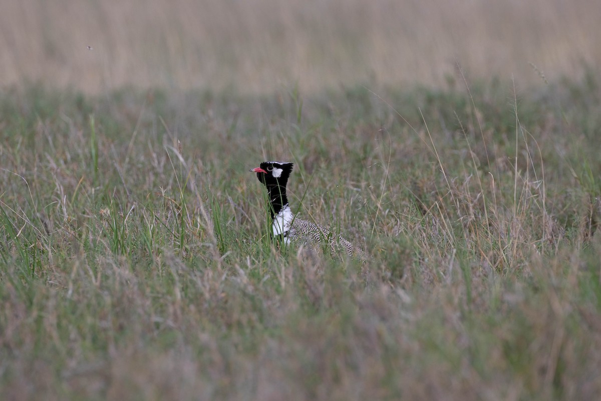 White-quilled Bustard - ML512378541