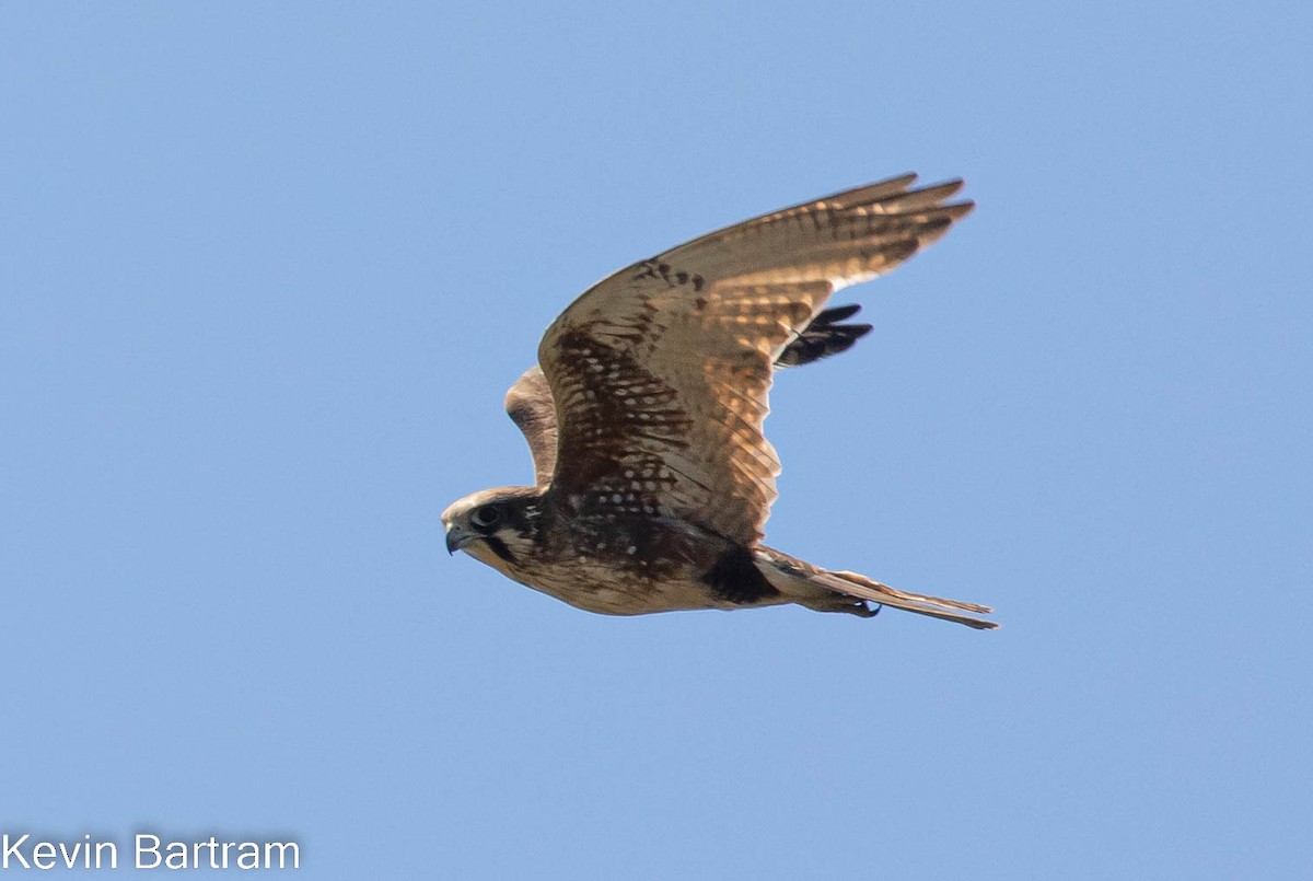 Brown Falcon - ML512379591