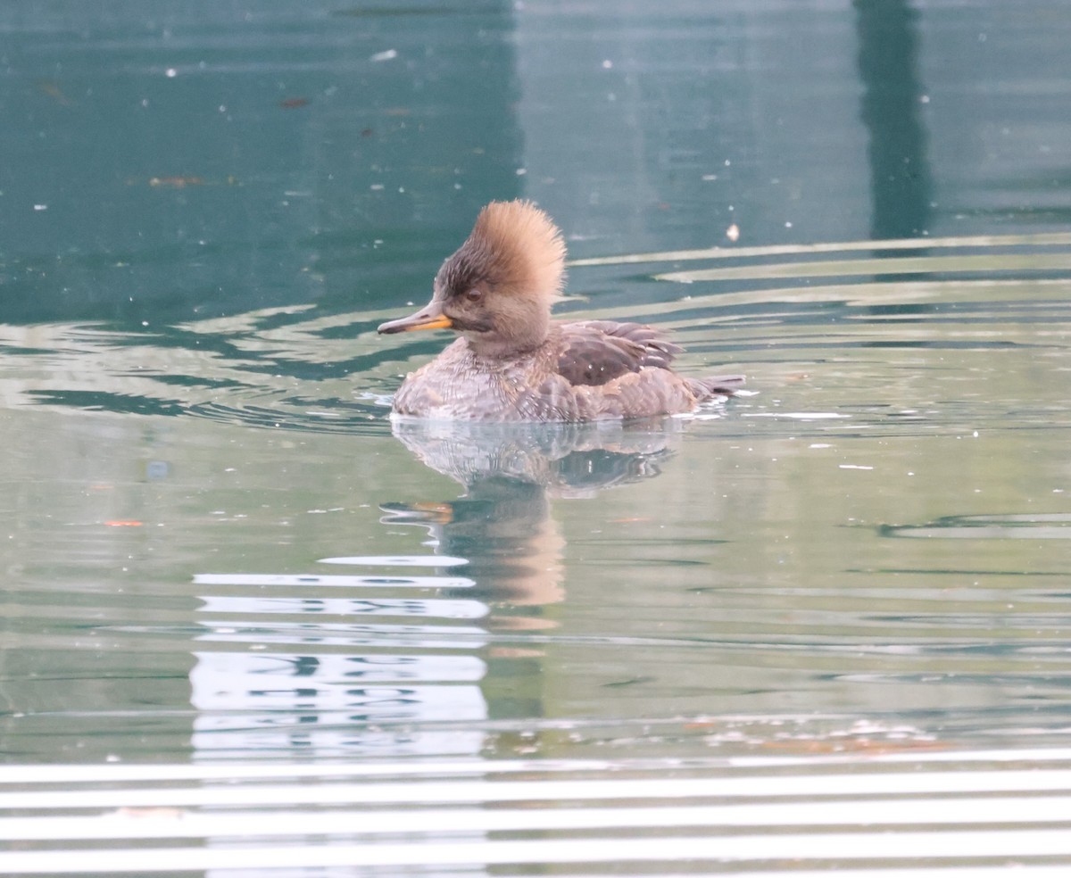 Hooded Merganser - ML512380361