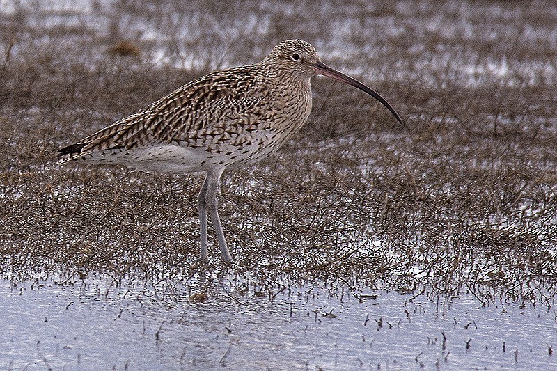 Eurasian Curlew - Guido Bennen