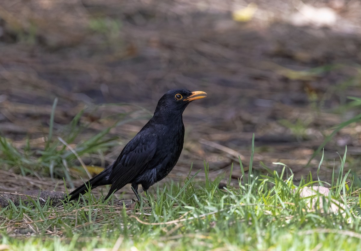 Eurasian Blackbird - ML512382671