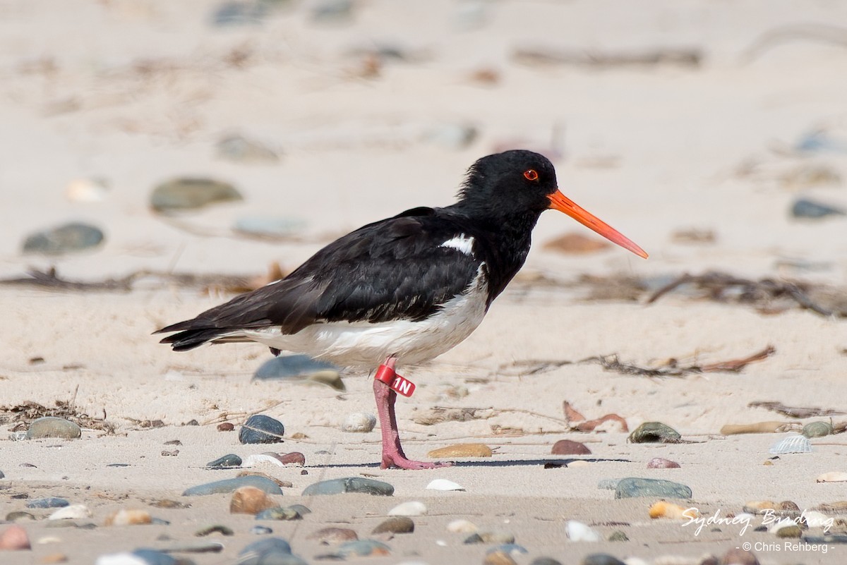 South Island Oystercatcher - ML512383221