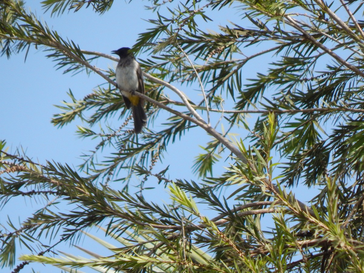 Common Bulbul - ML512383481