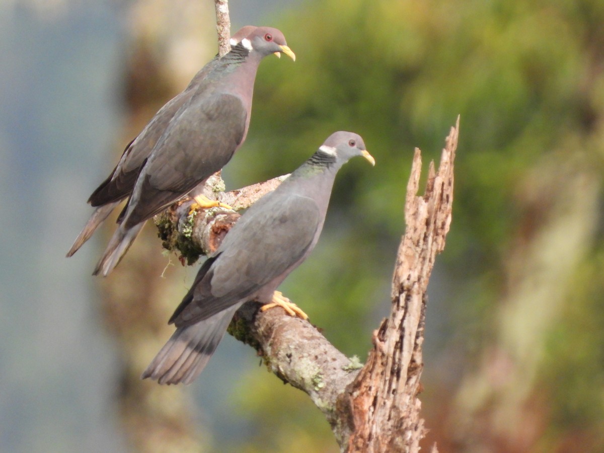 Band-tailed Pigeon - ML512384521