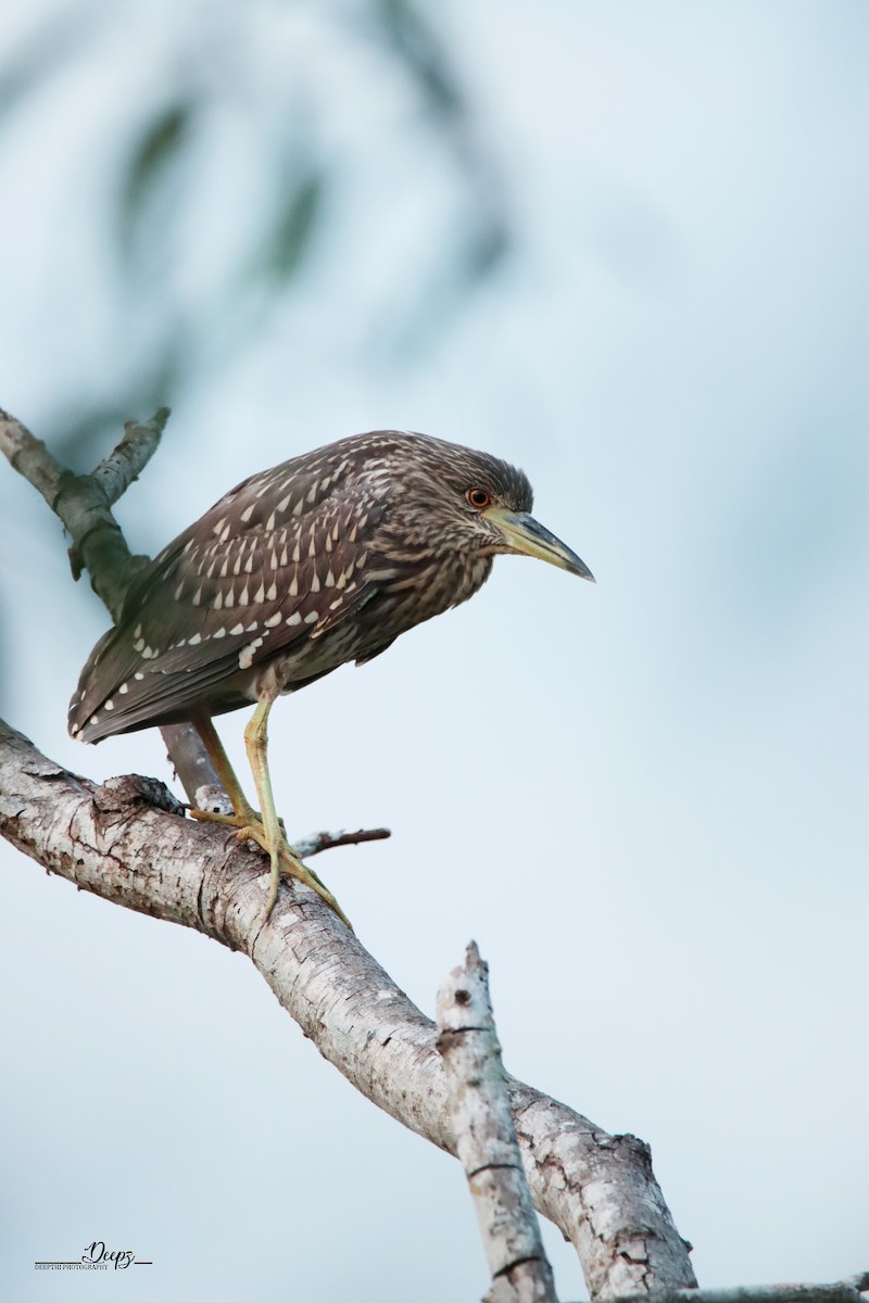 Black-crowned Night Heron - ML512386451