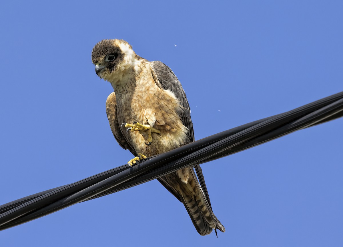 Australian Hobby - ML512387231