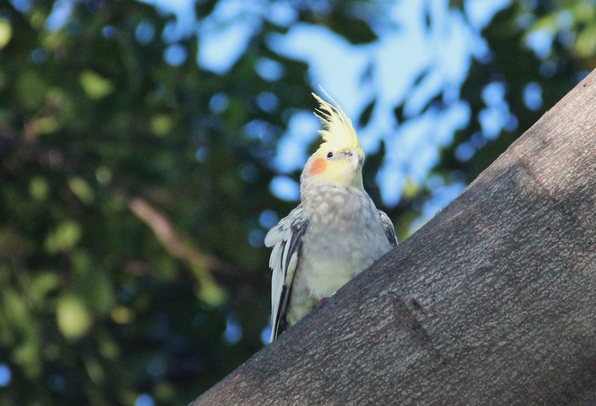 Cockatiel - ML512387731