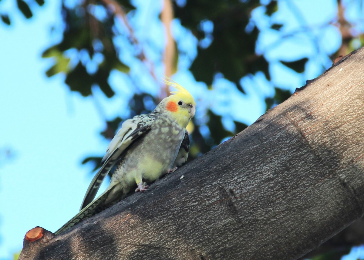 Cockatiel - ML512387741