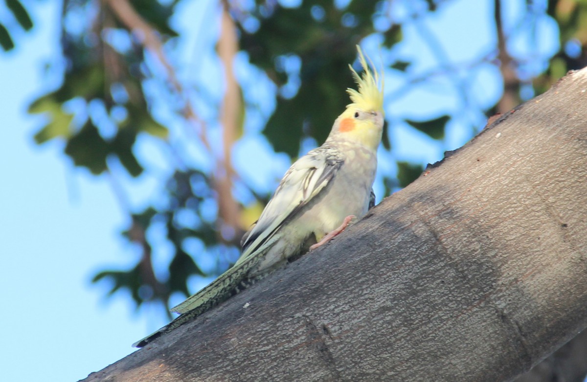 Cockatiel - ML512387751