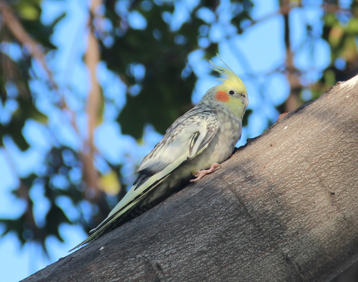 Cockatiel - Uma Sachdeva