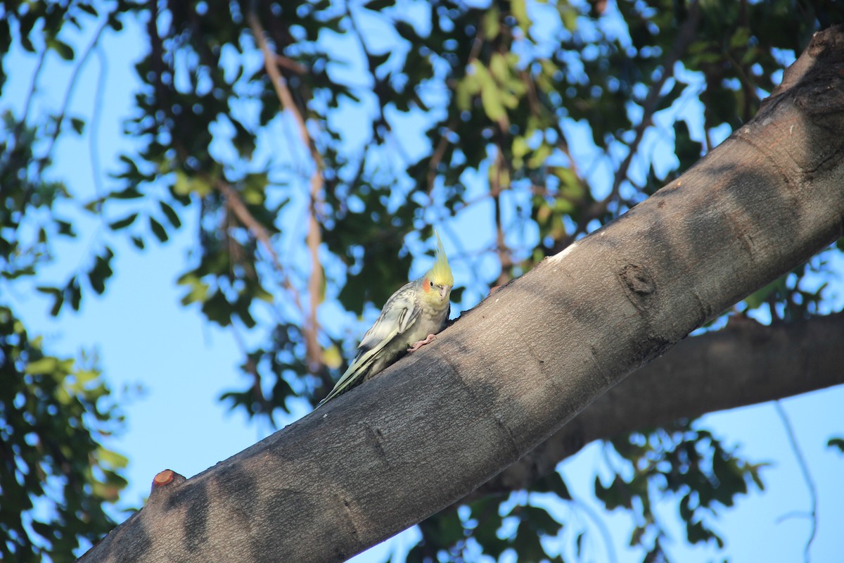 Cockatiel - ML512387781