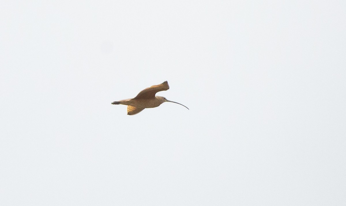Long-billed Curlew - ML512387841