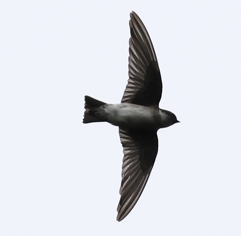 Asian House-Martin - ML512388101