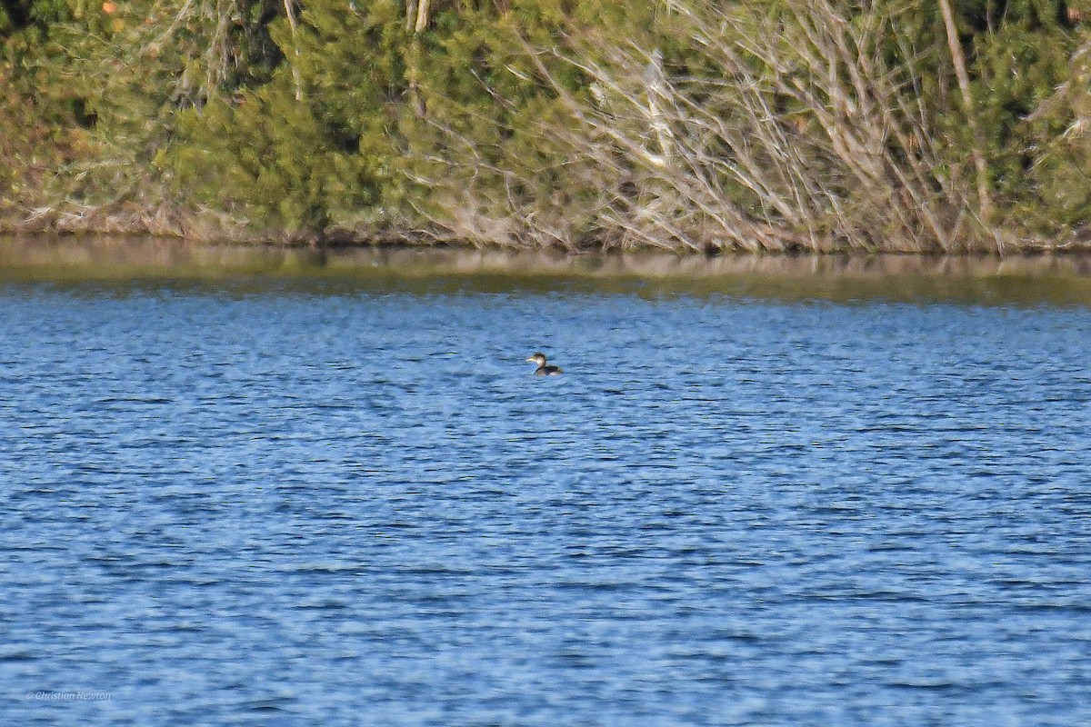 Red-necked Grebe - Christian Newton