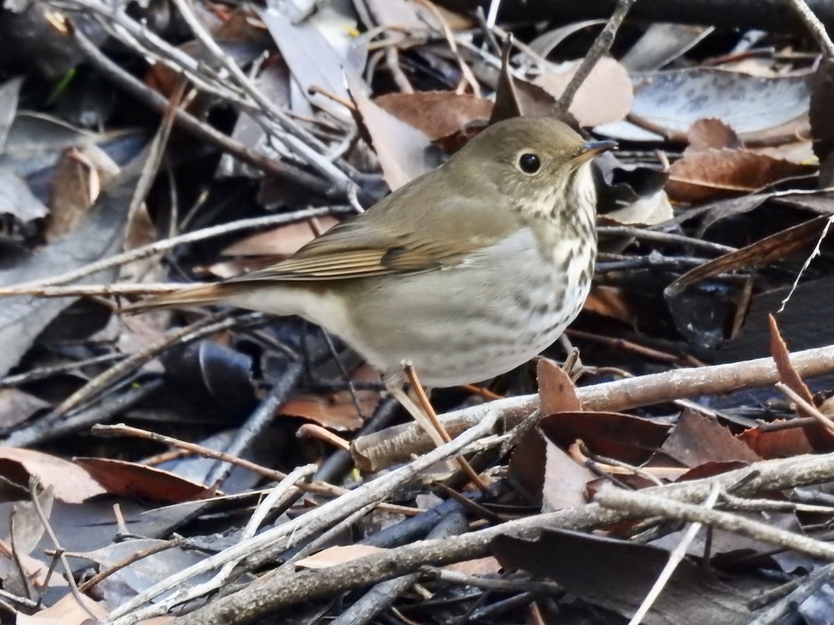 drozd rezavoocasý - ML512390301