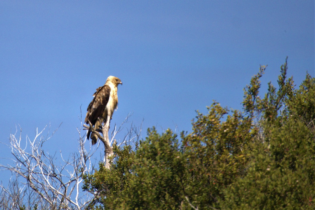 Whistling Kite - GEOFFREY SHINKFIELD