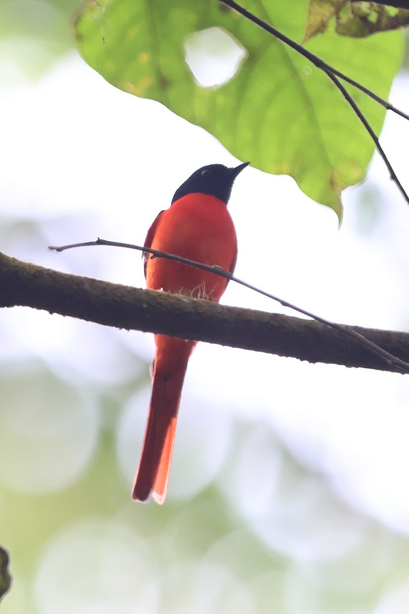 Sunda Minivet - Fadzrun A.