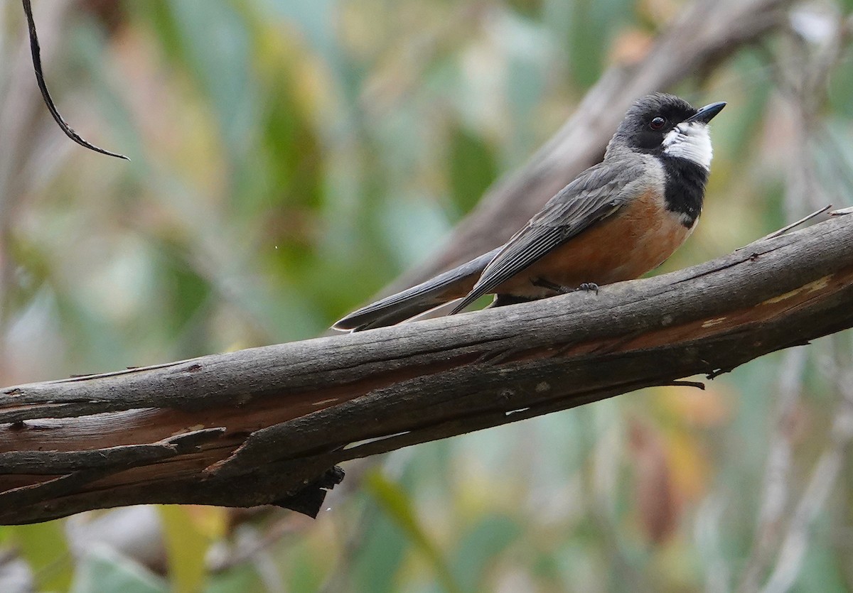 Rufous Whistler - ML512392361