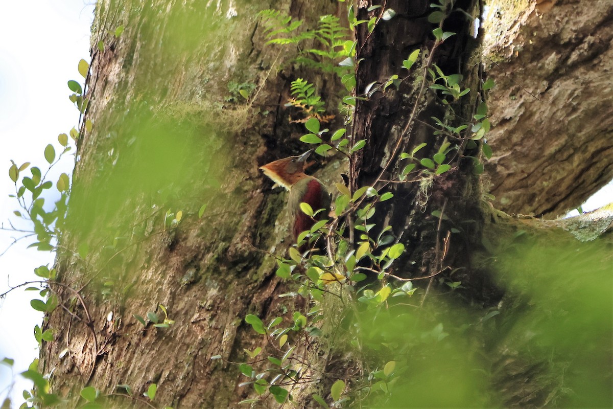 Checker-throated Woodpecker - Fadzrun A.