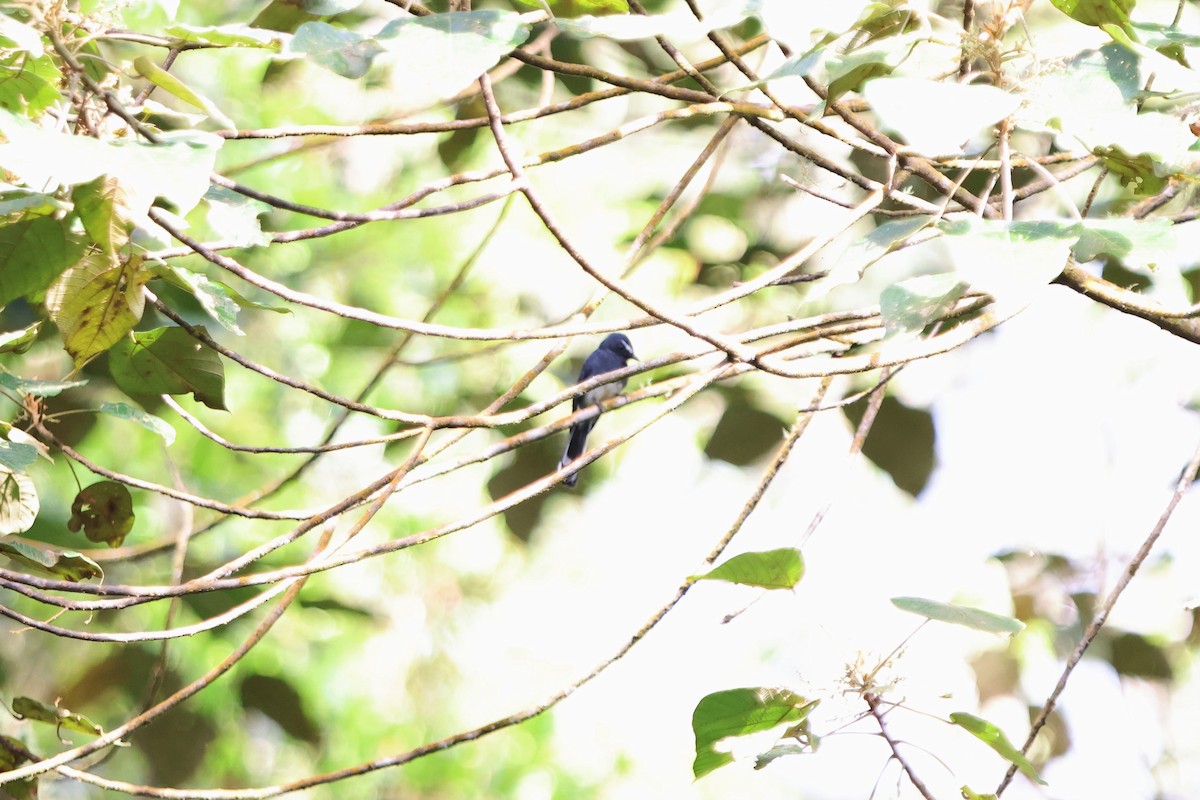 White-bellied Fantail - ML512393071