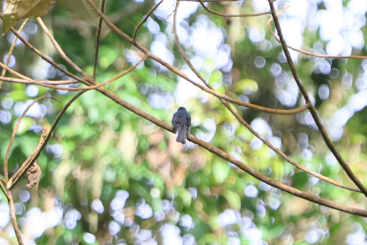 White-bellied Fantail - ML512393081