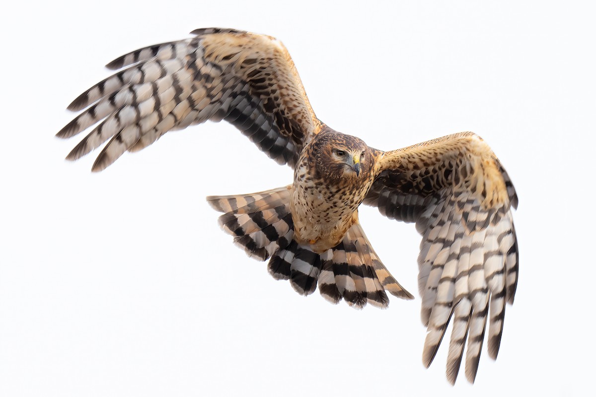 Northern Harrier - ML512393411