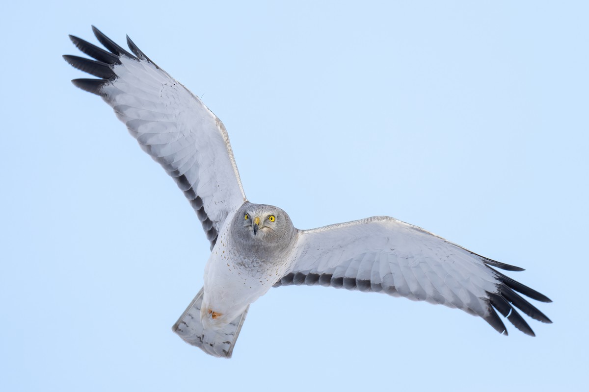 Northern Harrier - Matt Zuro