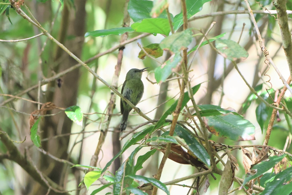 White-flanked Sunbird - ML512394351