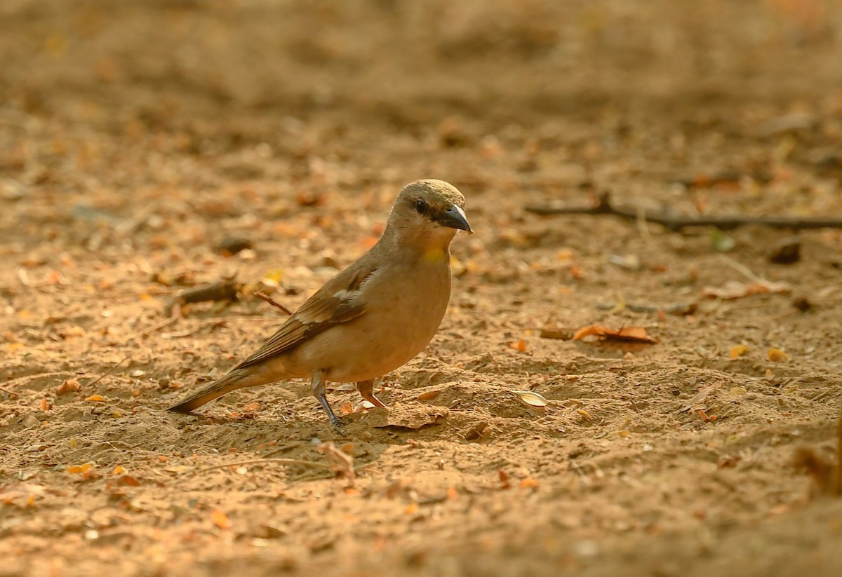 Moineau à gorge jaune - ML512394401