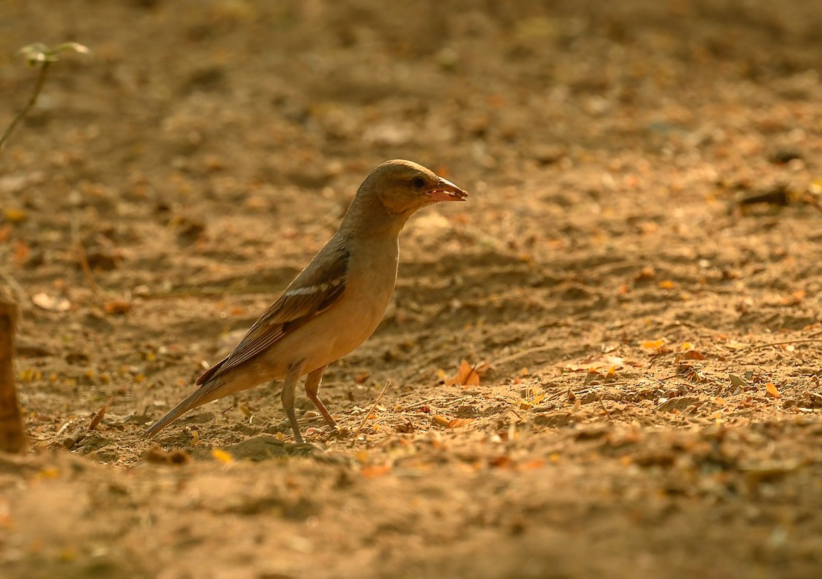 Moineau à gorge jaune - ML512394411