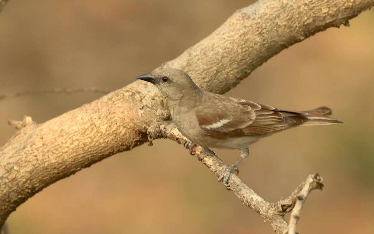 Yellow-throated Sparrow - Savithri Singh