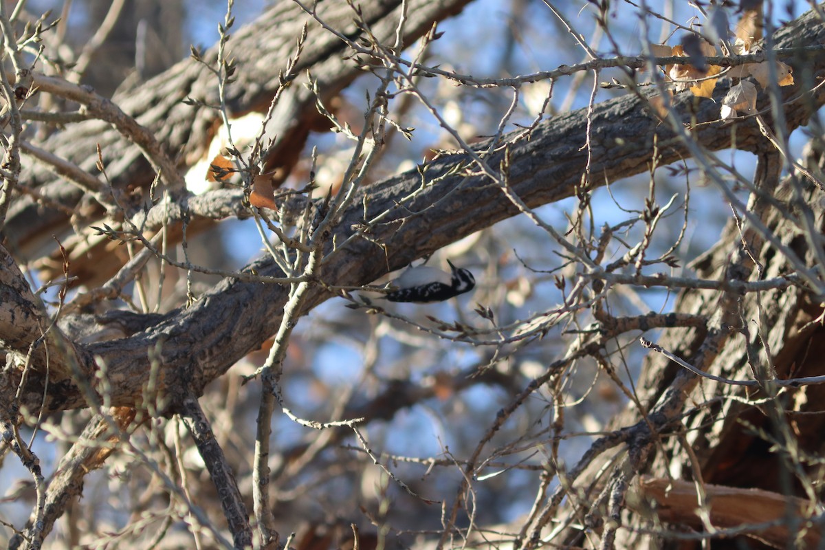 Hairy Woodpecker (Eastern) - Edward Landi