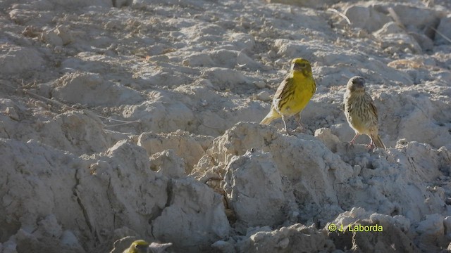 European Serin - ML512398241