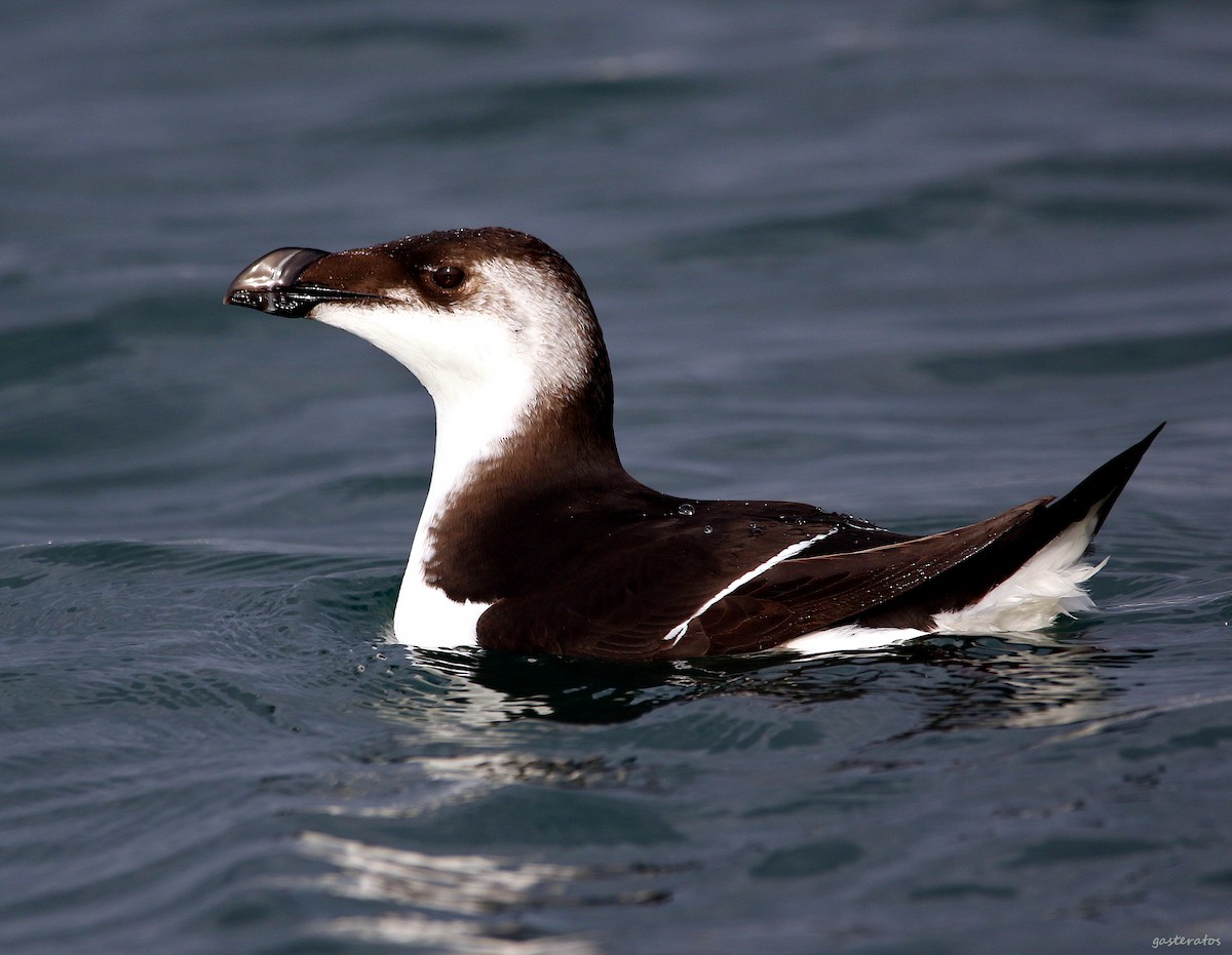 Razorbill - ML512398551