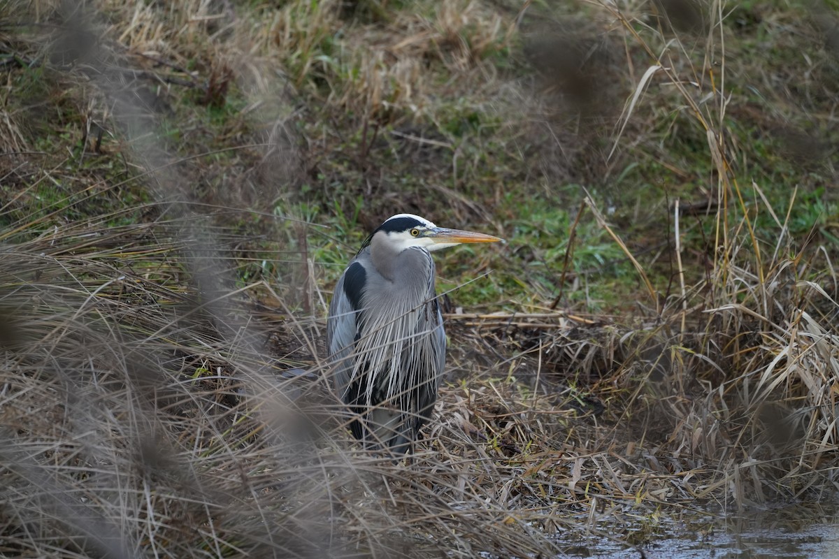 Great Blue Heron - Joe RouLaine