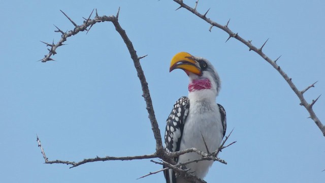 Eastern Yellow-billed Hornbill - ML512401891