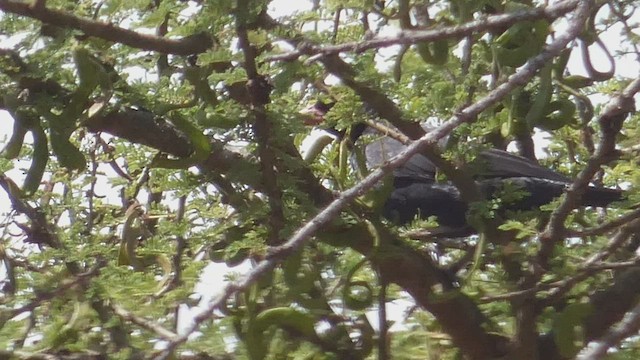 Red-billed Buffalo-Weaver - ML512402241