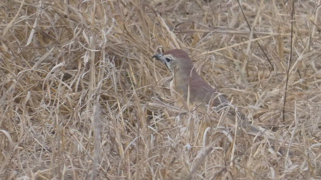 Rosy-patched Bushshrike - ML512402471