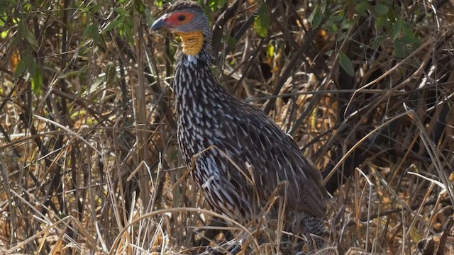 Yellow-necked Spurfowl - ML512402741