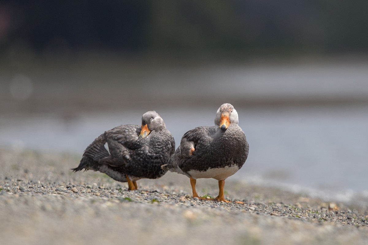 Flightless Steamer-Duck - ML512403241