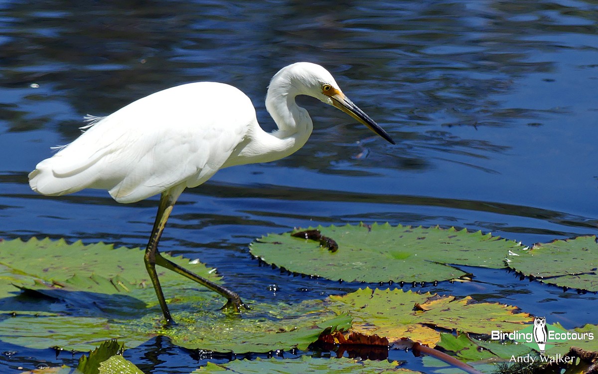 Little Egret (Australasian) - ML512404481