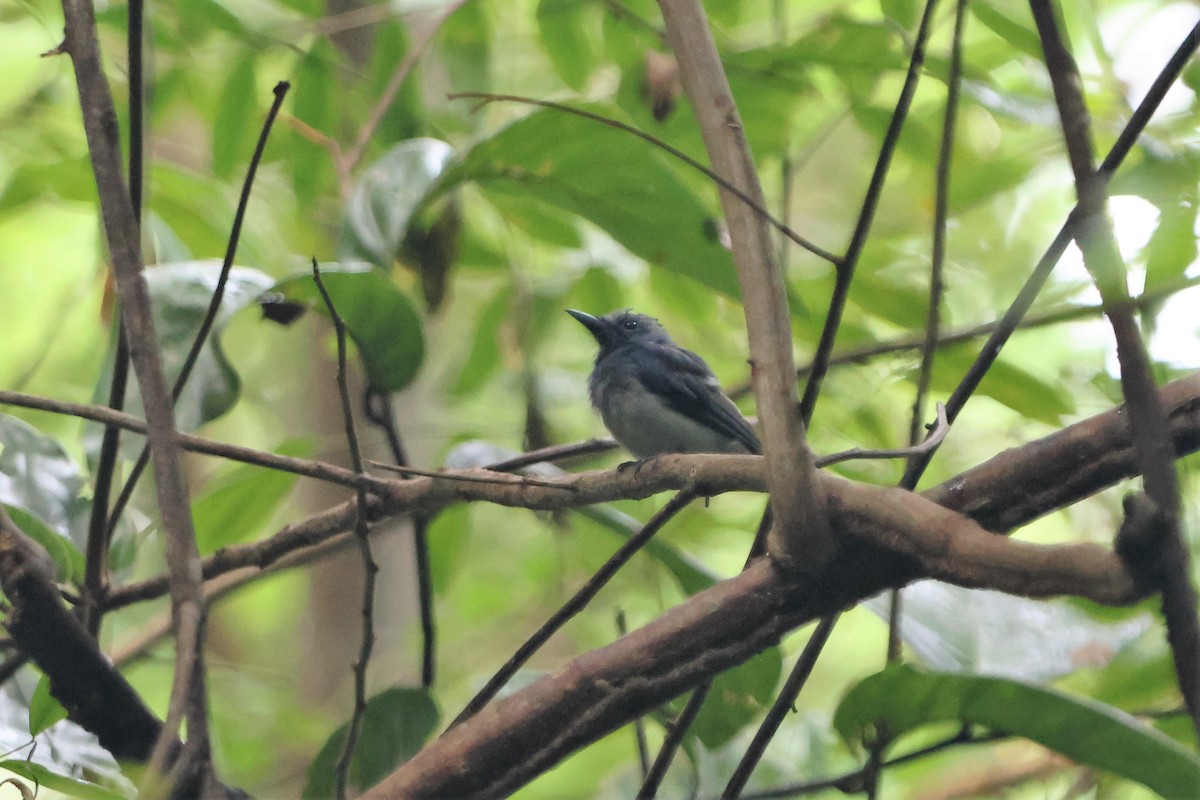 Javan Blue Flycatcher - ML512404721