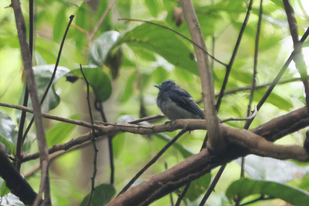 Javan Blue Flycatcher - ML512404731