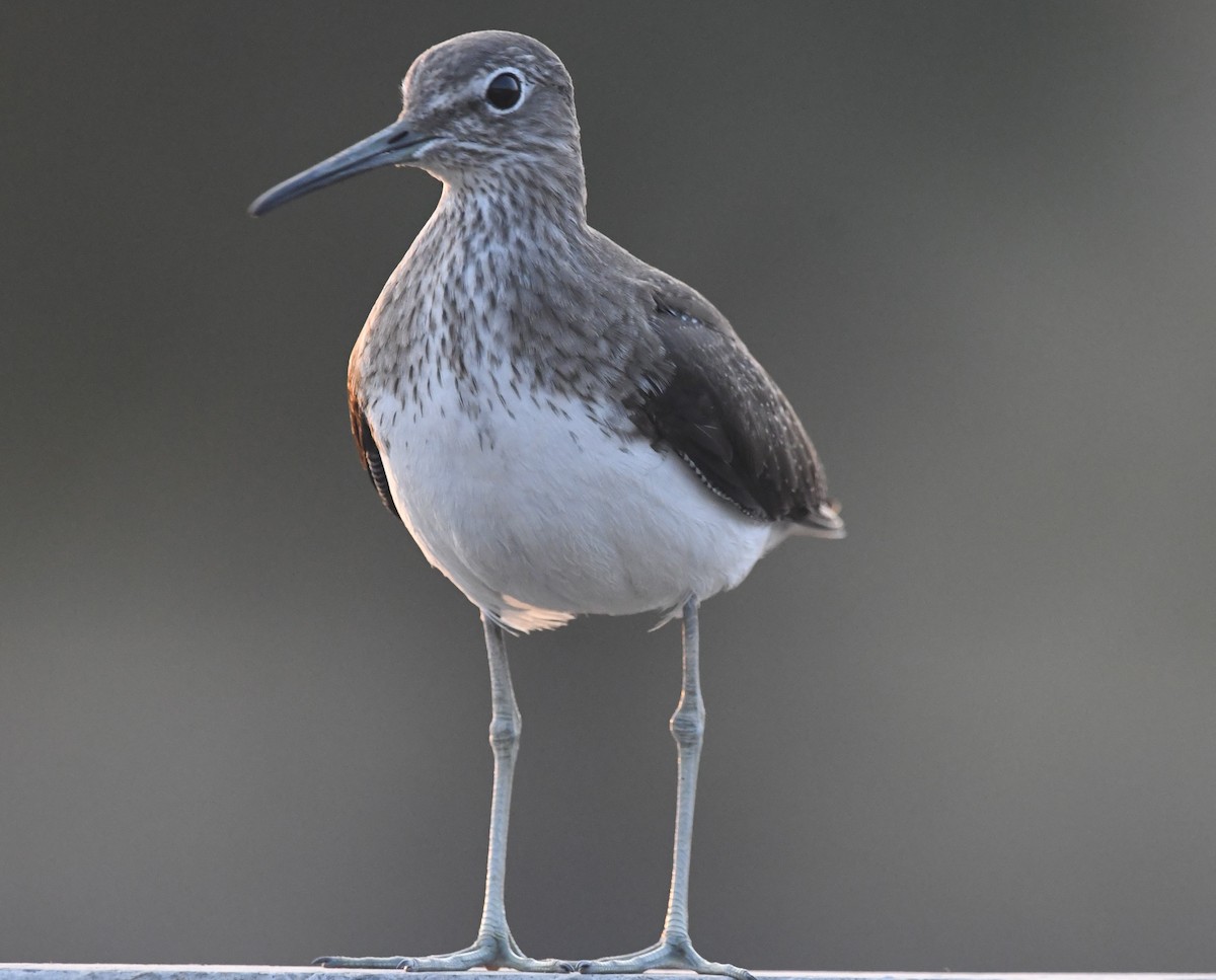 Green Sandpiper - ML512405981