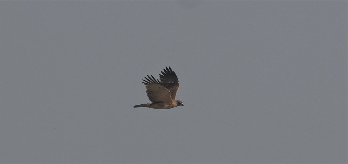 Águila Perdicera - ML512406011