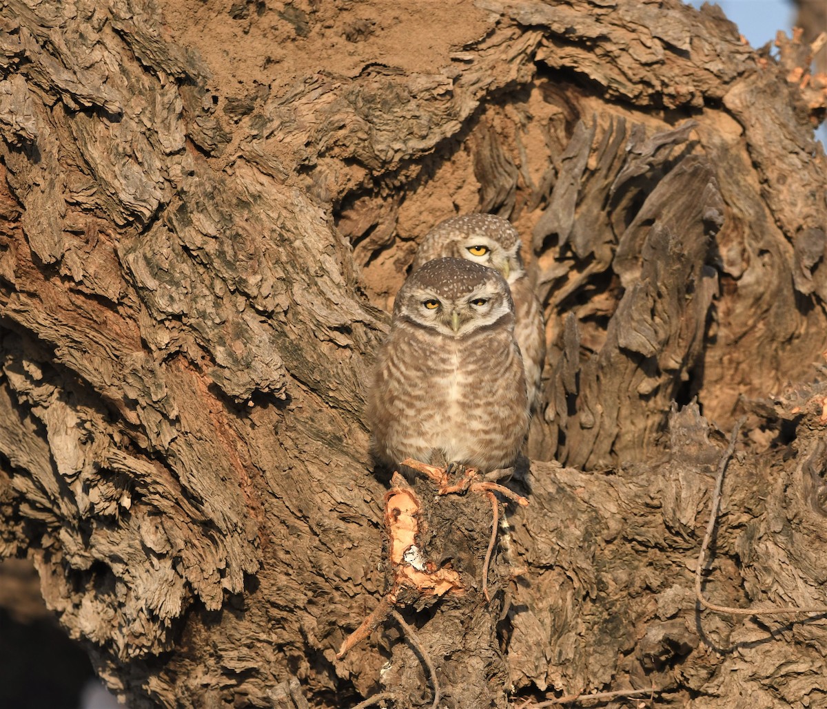 Spotted Owlet - ML512406031
