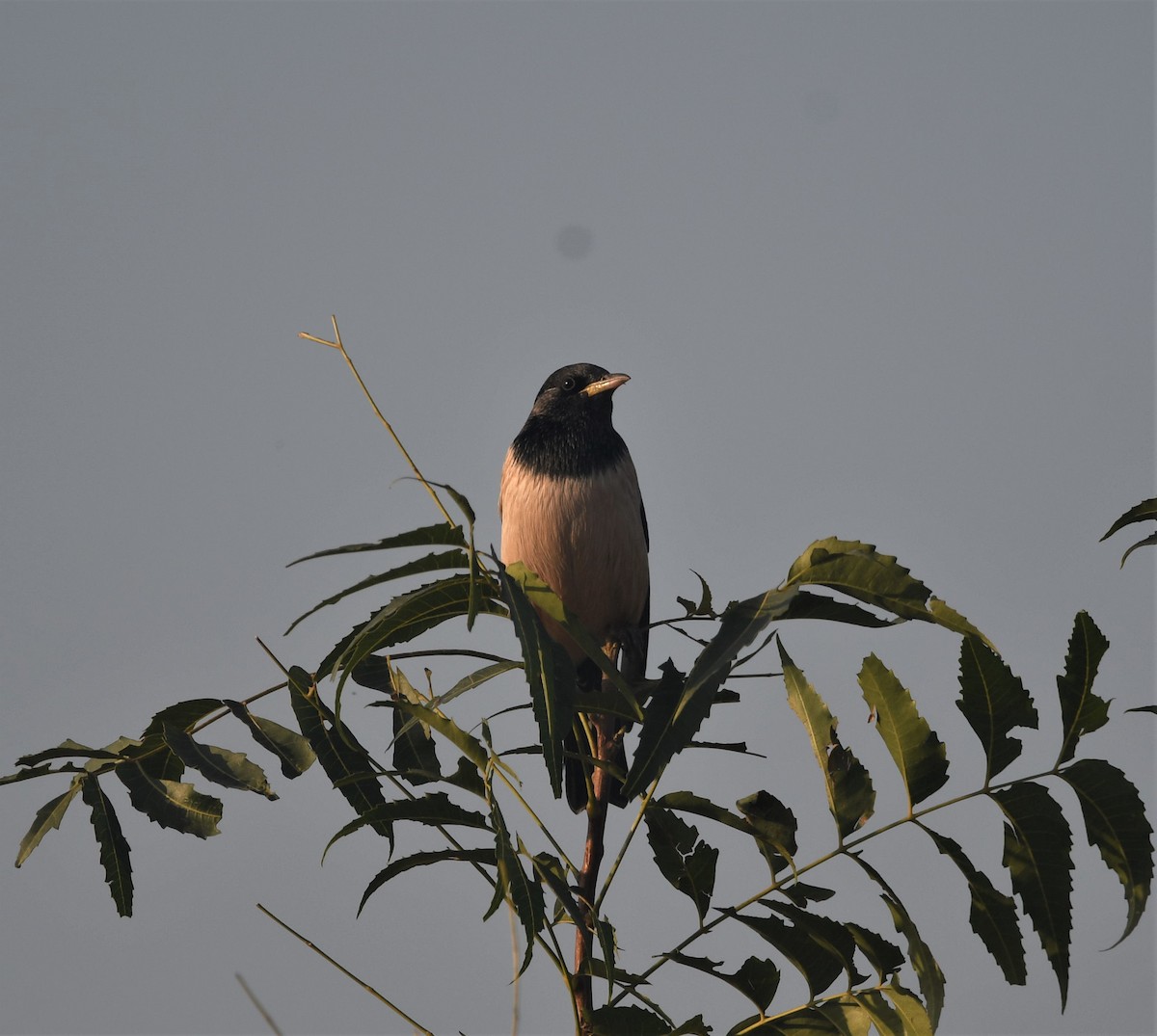 Rosy Starling - ML512406211